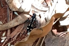 Traumatomutilla parallela