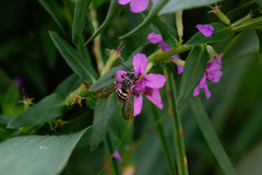 Triepeolus pectoralis