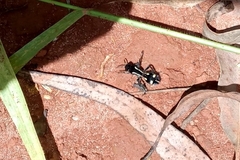 Traumatomutilla parallela