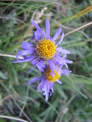 Aster alpinus