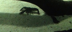 Cherax