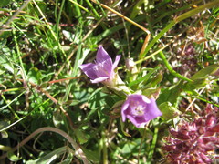 Gentianella campestris