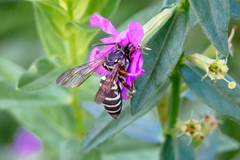 Triepeolus pectoralis