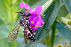 Triepeolus pectoralis