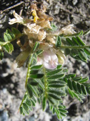Astragalus sempervirens