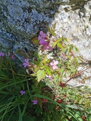 Geranium robertianum