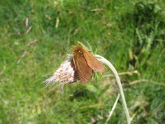 Malacosoma alpicolum