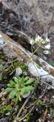 Draba verna