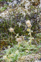 Geum glaciale