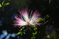 Calliandra selloi