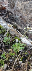 Draba verna