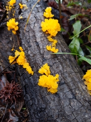 Tremella mesenterica image