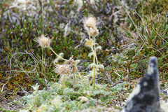 Geum glaciale