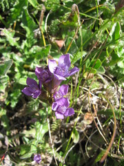 Gentianella campestris