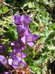 Gentianella campestris