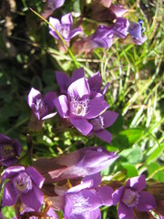 Gentianella campestris