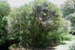 Calliandra selloi