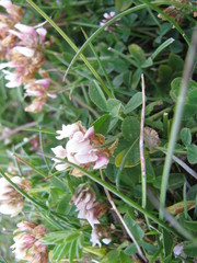 Trifolium fragiferum