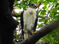 Accipiter bicolor