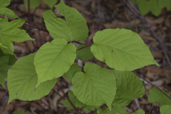 Actinidia kolomikta