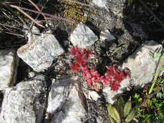 Sedum atratum