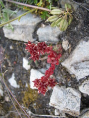 Sedum atratum