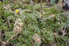 Geum glaciale