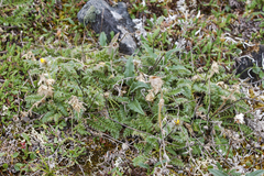 Geum glaciale