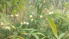 Litsea cubeba