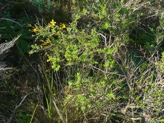 Osteospermum spinosum