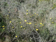 Osteospermum spinosum