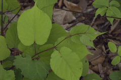 Actinidia kolomikta