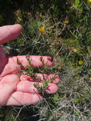 Osteospermum spinosum