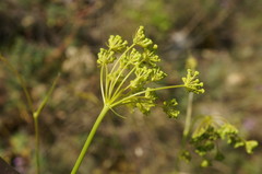 Peucedanum tauricum