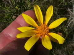 Osteospermum spinosum