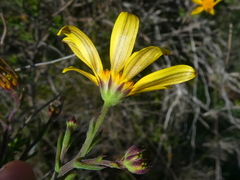 Osteospermum spinosum