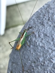 Conocephalus spartinae