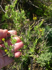 Osteospermum spinosum