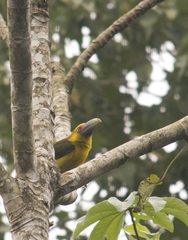 Pteroglossus bailloni