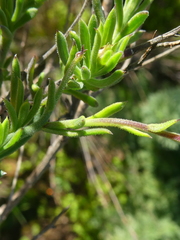 Osteospermum spinosum