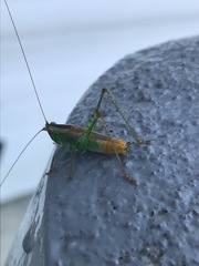 Conocephalus spartinae