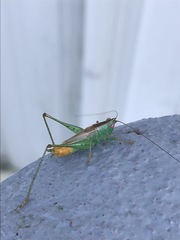 Conocephalus spartinae