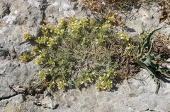 Teucrium montanum jailae
