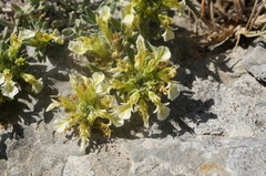 Teucrium montanum jailae