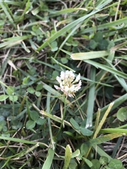 Trifolium repens