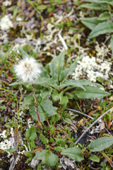 Endocellion glaciale