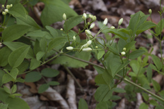 Clematis terniflora mandshurica