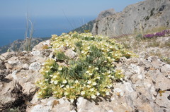 Teucrium montanum jailae