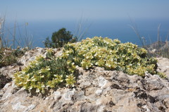 Teucrium montanum jailae