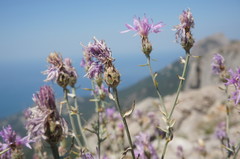 Centaurea comperana
